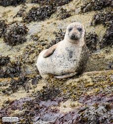 Seal poses on a rock