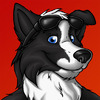 avatar of Shay