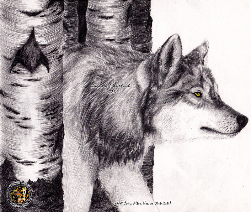 Wolf In Birch Trees