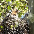 Penn Valley Hawk Nest Mom with 2 Bobbles