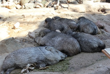 Pile of Pigs