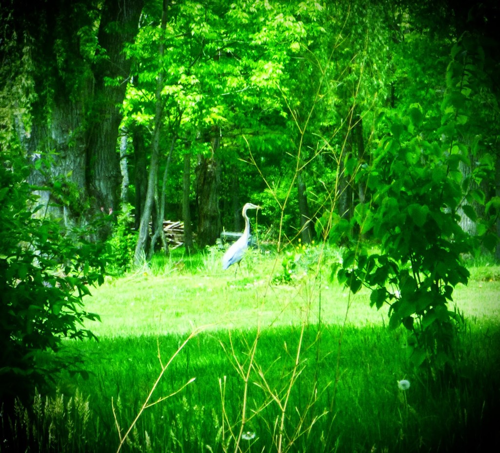 The Great Blue Heron #1