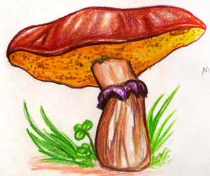 Mushroom Guidesheet #5--Slippery Jack