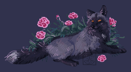 silver fox + carnations