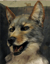 Coyote mask 
