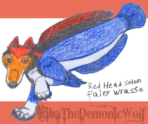 Whimsical Wolves - Fish Wolf - Red Head Solon Fairy Wrasse