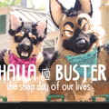 Halla & Buster (Video) Shep Day of Our Lives