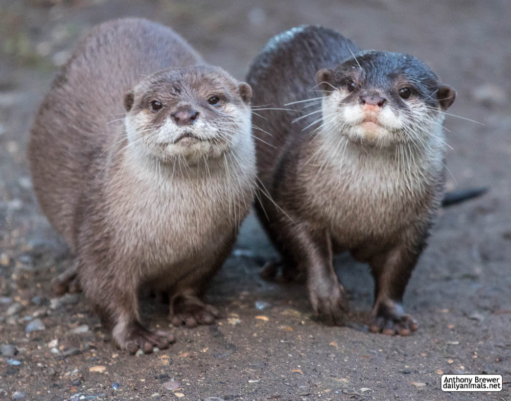 Happy World Otter Day Weasyl