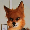 avatar of Fox Starwing