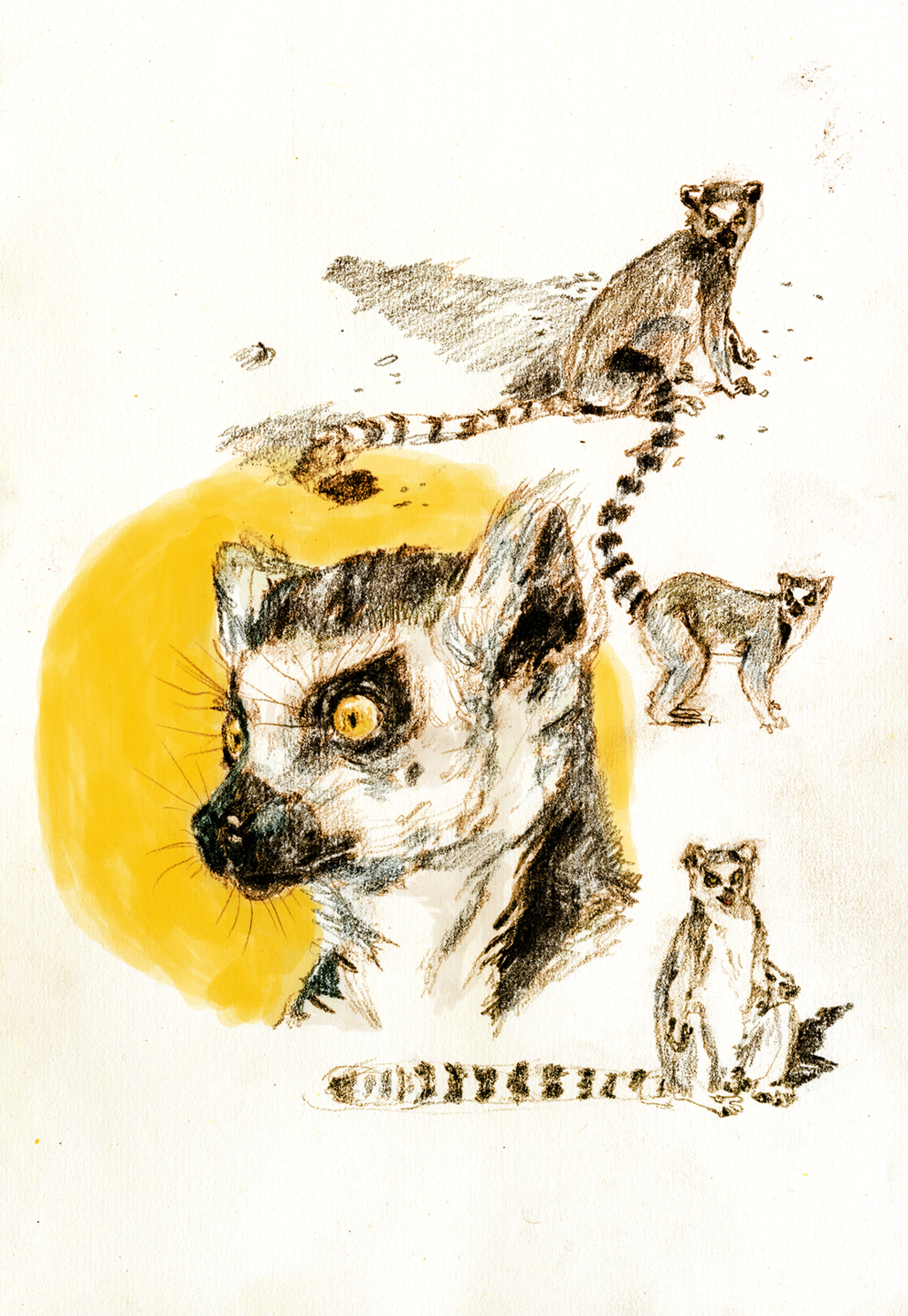 Lemur Drawings 