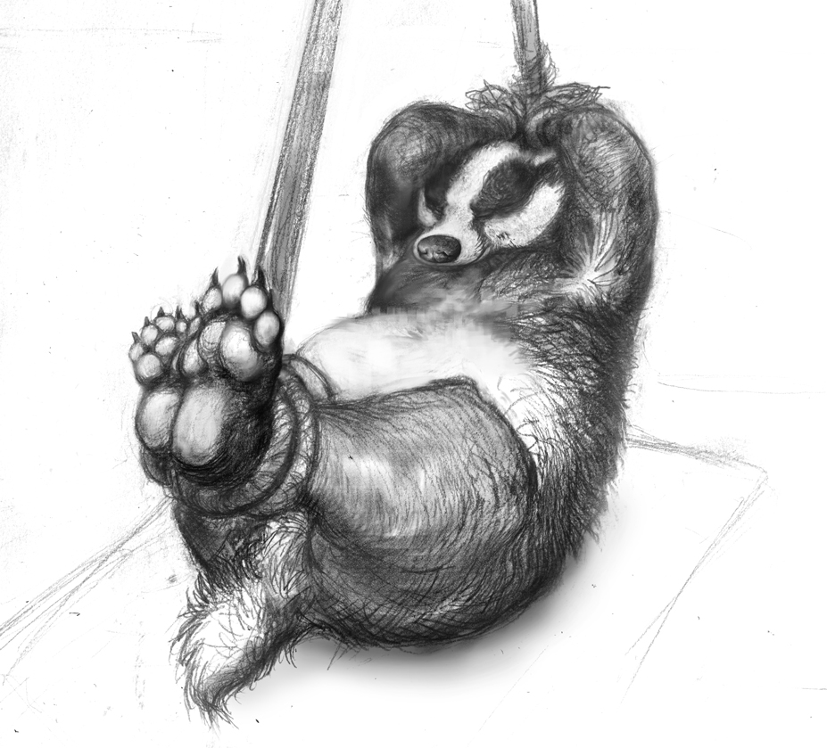 tied badger paws