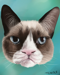 Tardar Sauce - The Grumpy Cat