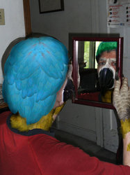 Polly Want a Mirror?