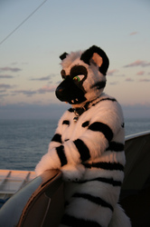 Duke at Sunset from the Furry Cruise 2008
