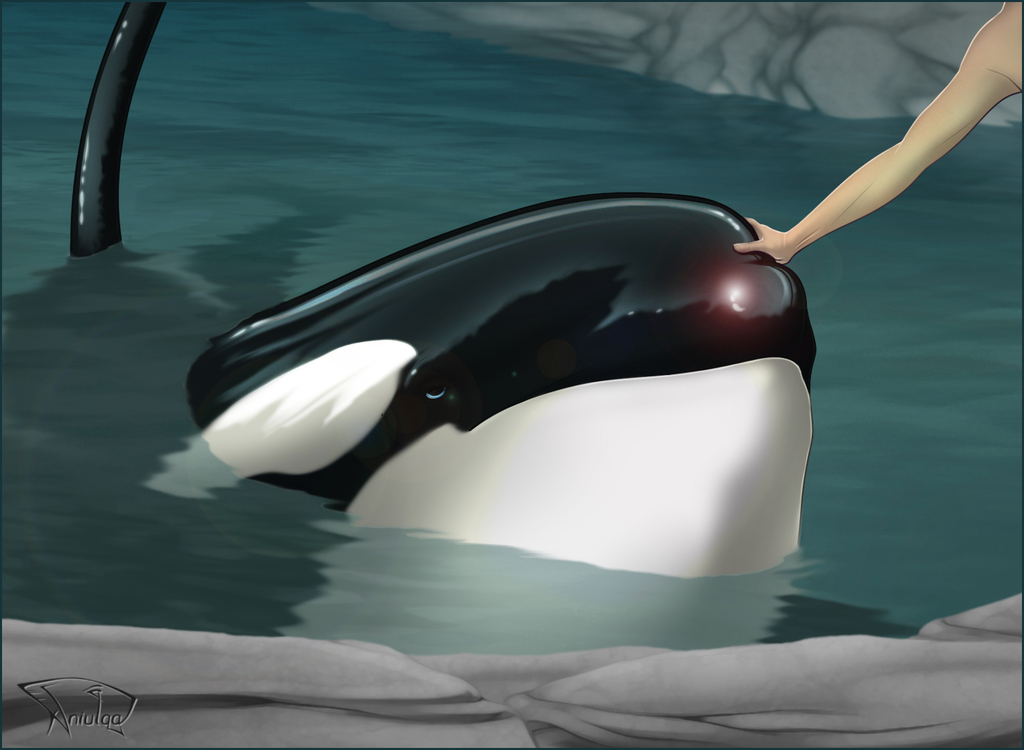 Touched by an Orca