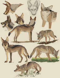 [SDS] Coyote Collage