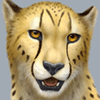 avatar of Cheepard