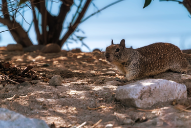 rock squirrel