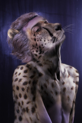 Cheetah TF portrait