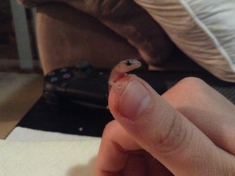 Baby gecko I found