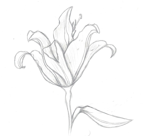 Sketch Flower