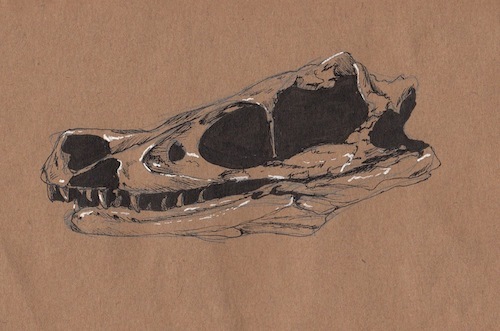 Fossile Velocirator skull