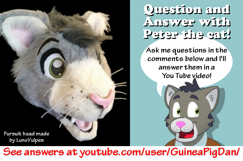 Ask Peter the cat questions!