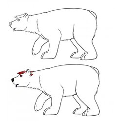 Polar bear sketches