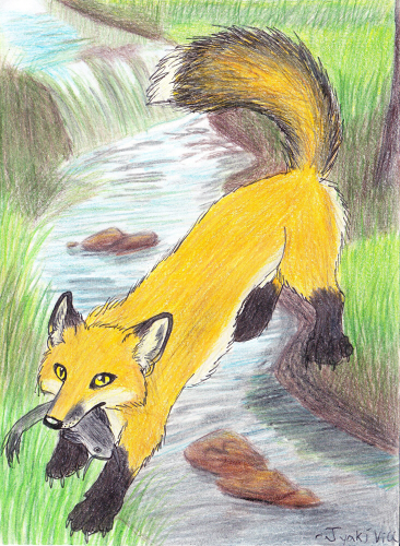 Fisher Fox