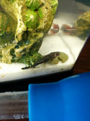 Kiha's Dinobugfish Adventures: Alduin the Algae-Eater
