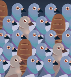 Pigeon pattern