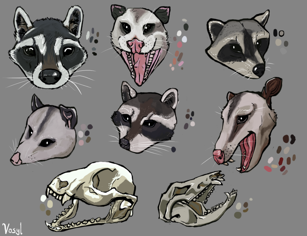 [Study] - Opossum & Raccoon Heads