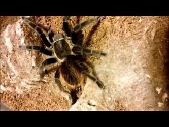 Tarantula feeding video - 5