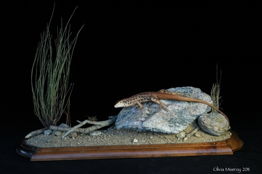 California Whiptail Diorama