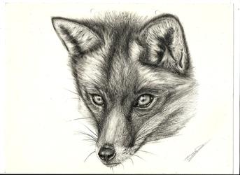 Fox portrait 