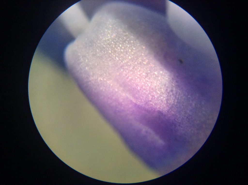 Science class - Microscope on a flower