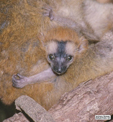 Very baby lemur