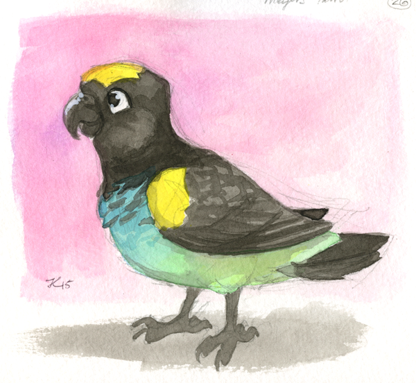 Inktober #26 - Meyer's Parrot