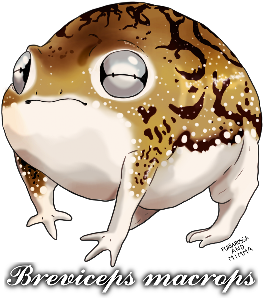 Desert rain frog (Breviceps macrops)