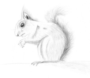 Realistic Squirell