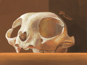 Sketchy Skull [3DS]