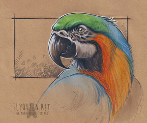 Parrot Sketch
