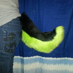 Lime and black husky tail