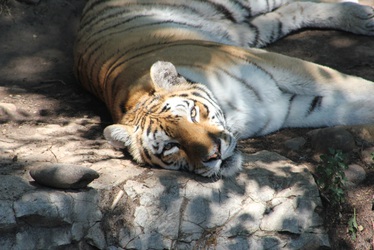 Tiger Naps