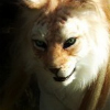 avatar of FangornTiger