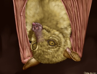 Lesser Long Tongued Nectar Bat