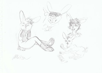 marin bunny sketches