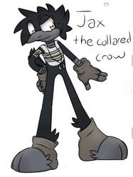 Jax the collared crow