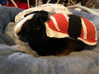 Sushi Guinea Pig Costume gift