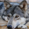 avatar of gradientwolf